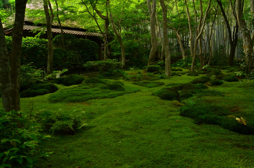 梅雨の祇王寺