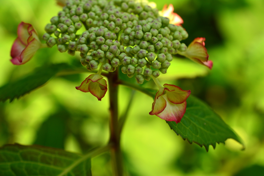 梅宮大社の山紫陽花１