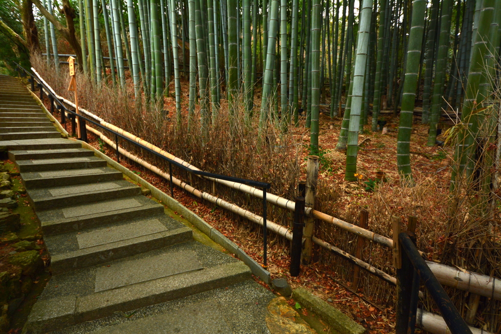 青蓮院門跡・庭園の竹林