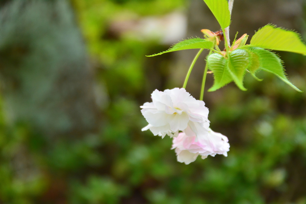 西院春日神社の八重桜３
