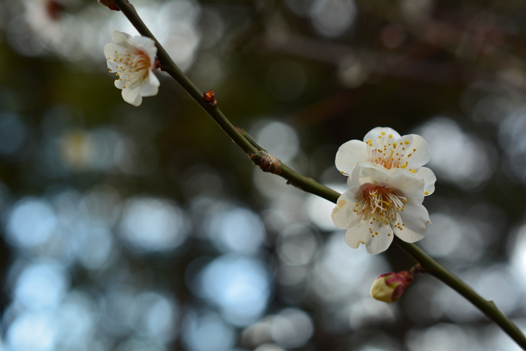 京都御苑の白梅３