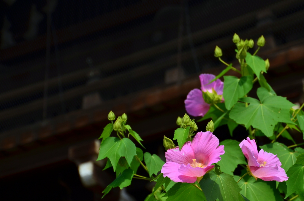 妙蓮寺の芙蓉