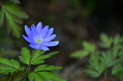 蕎麦屋の菊咲一輪草