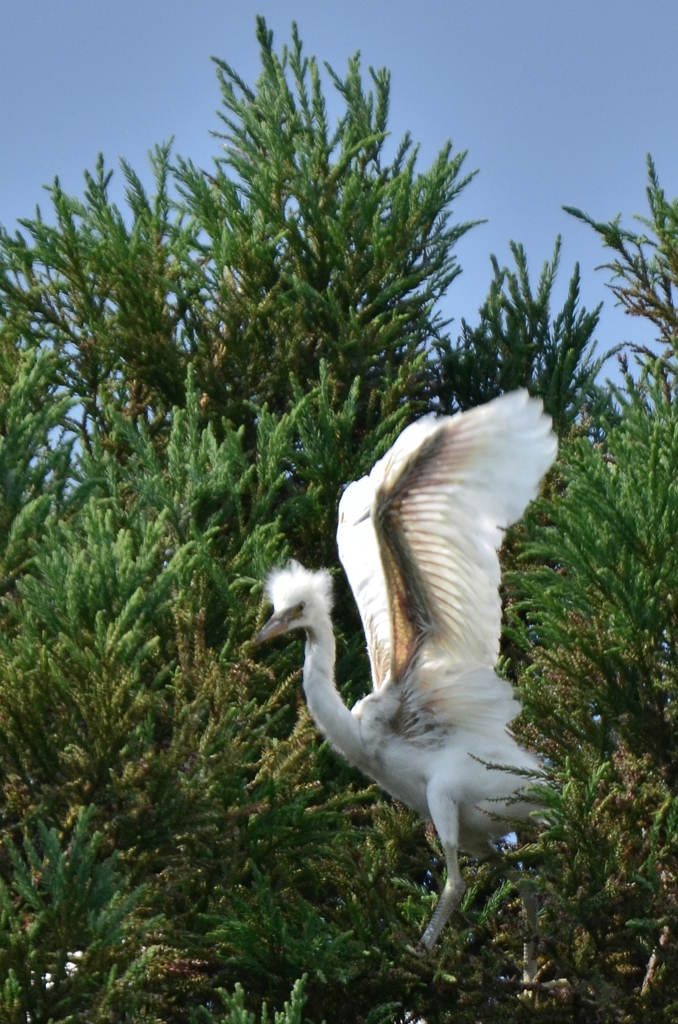 雛から若鳥へ