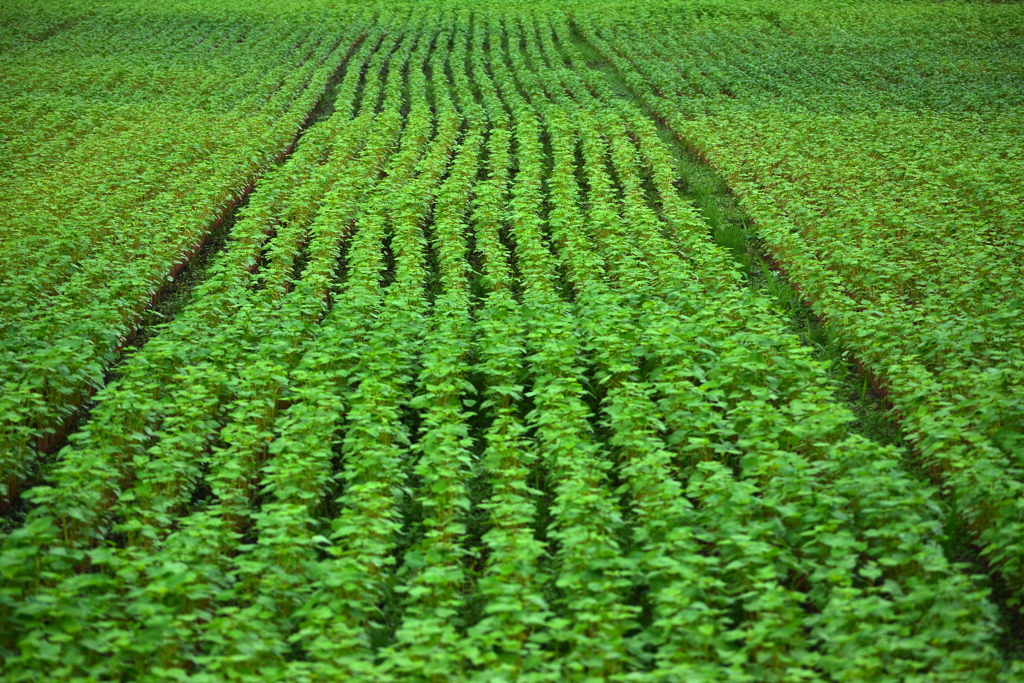 高原の蕎麦畑