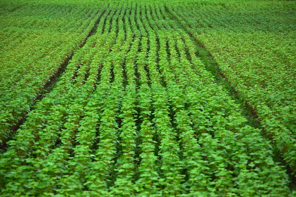 高原の蕎麦畑