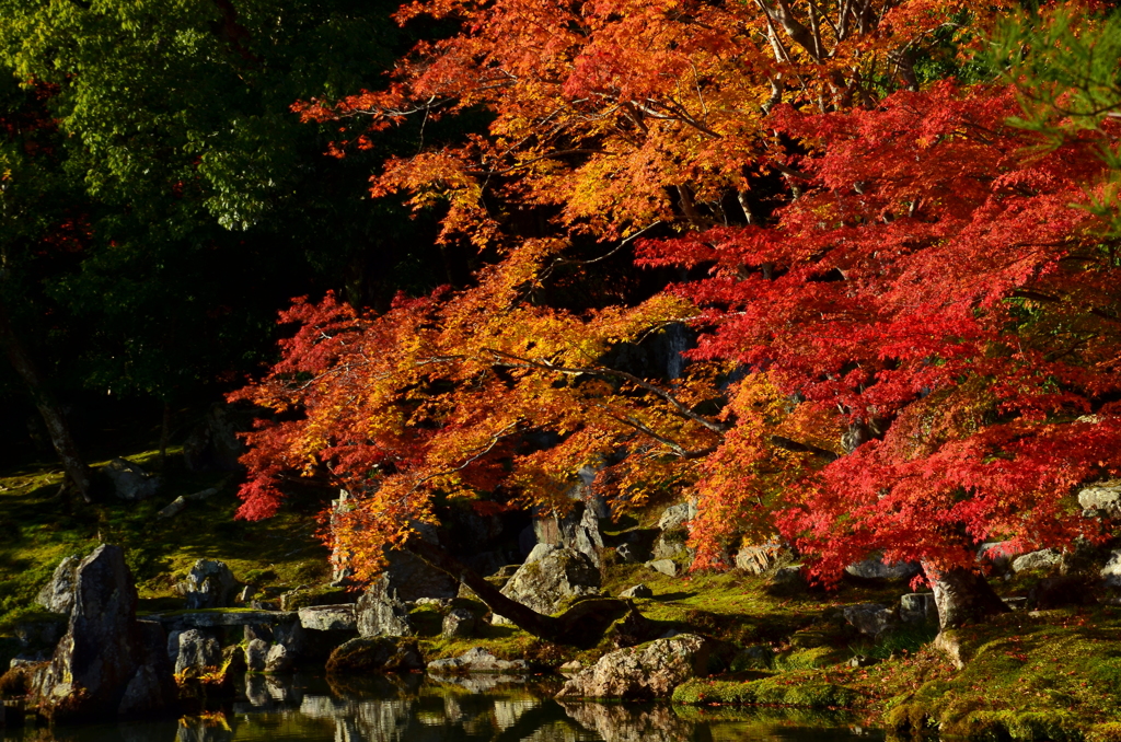 天龍寺曹源池庭園・秋１