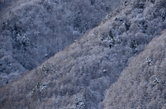 信州雪景色３