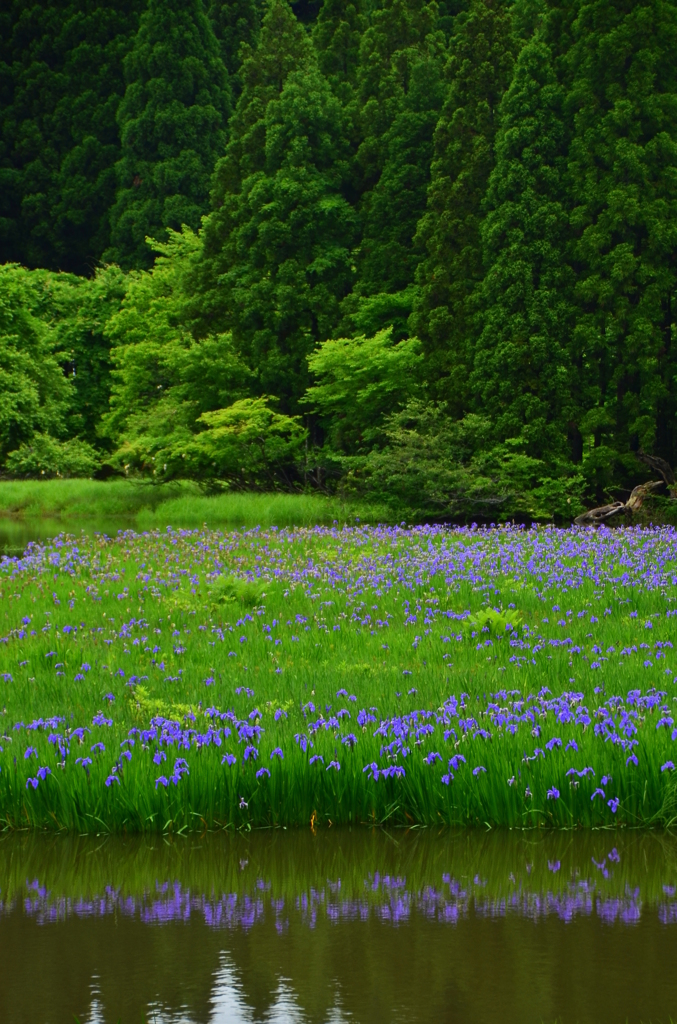 平池の杜若２