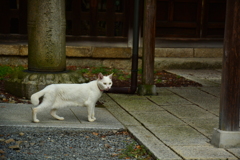 梅宮大社の神社猫2024初秋１