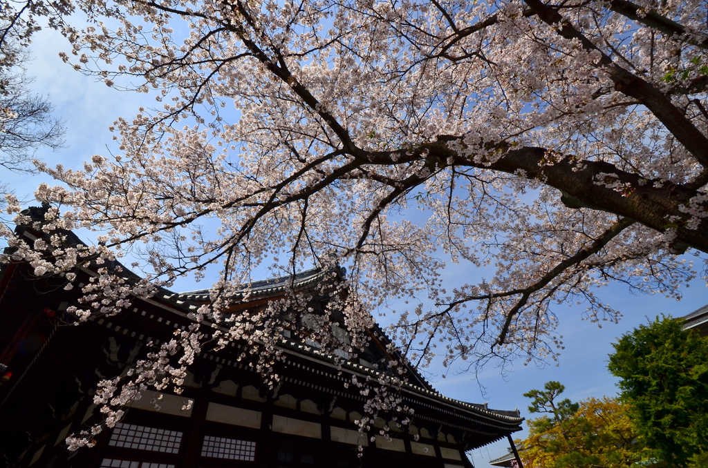 本隆寺の大櫻２