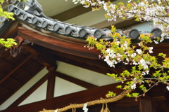 車折神社・社務所の桜