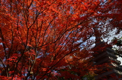 妙心寺界隈の紅葉