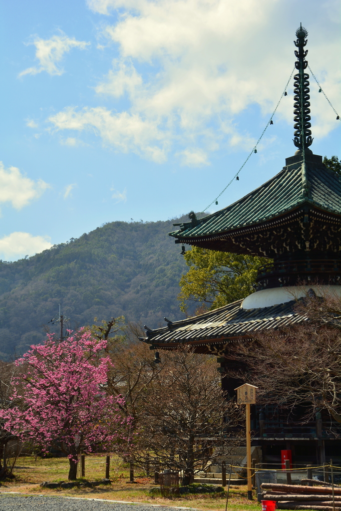 清凉寺多宝塔の梅