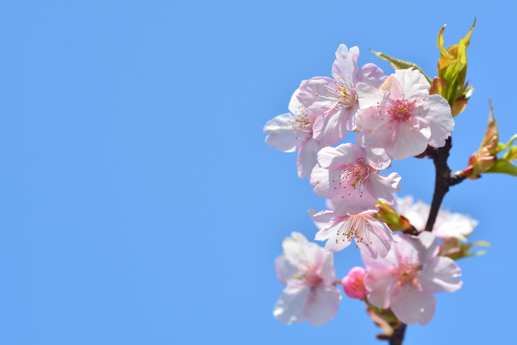 府立植物園の河津桜