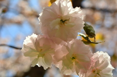 遅咲き桜「紅普賢」
