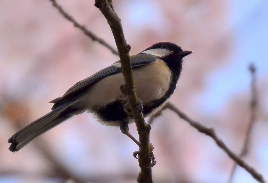 桜と四十雀２