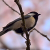 桜と四十雀２