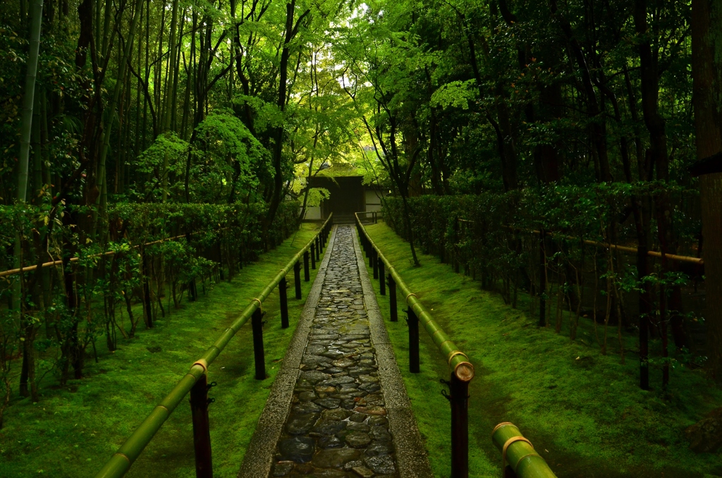 高桐院参道・雨１