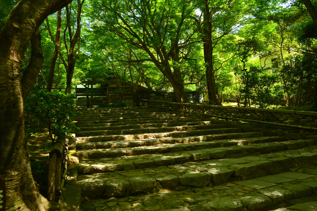 新緑の龍安寺参道４