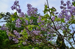 季節の花　桐　その２