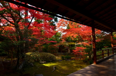 妙心寺大法院・露地庭園