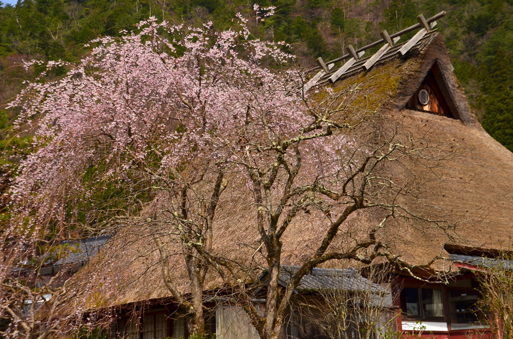 かやぶきの里の桜２