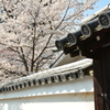知恩院塔頭・良正院の桜