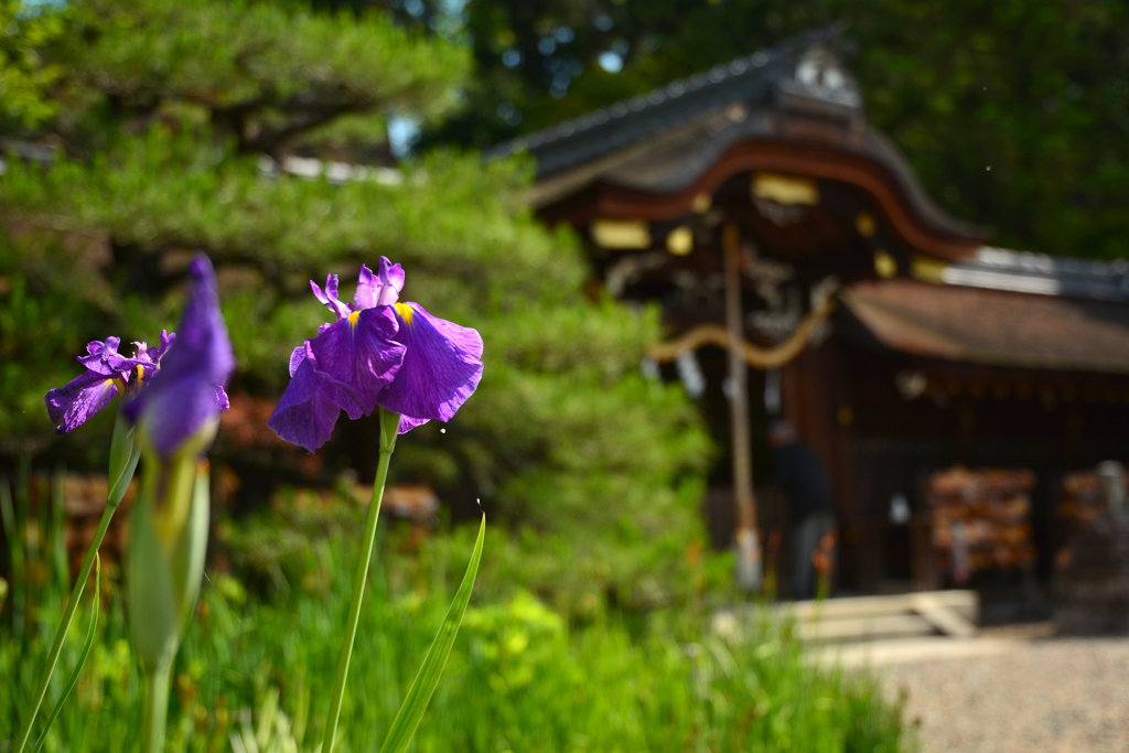 梅宮大社・初夏２