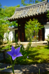 建仁寺禅居庵参道の桔梗