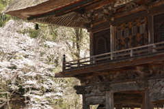 霊松寺・山門の桜