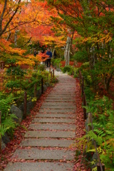 宝筐院の紅葉８