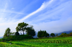 北嵯峨の朝１