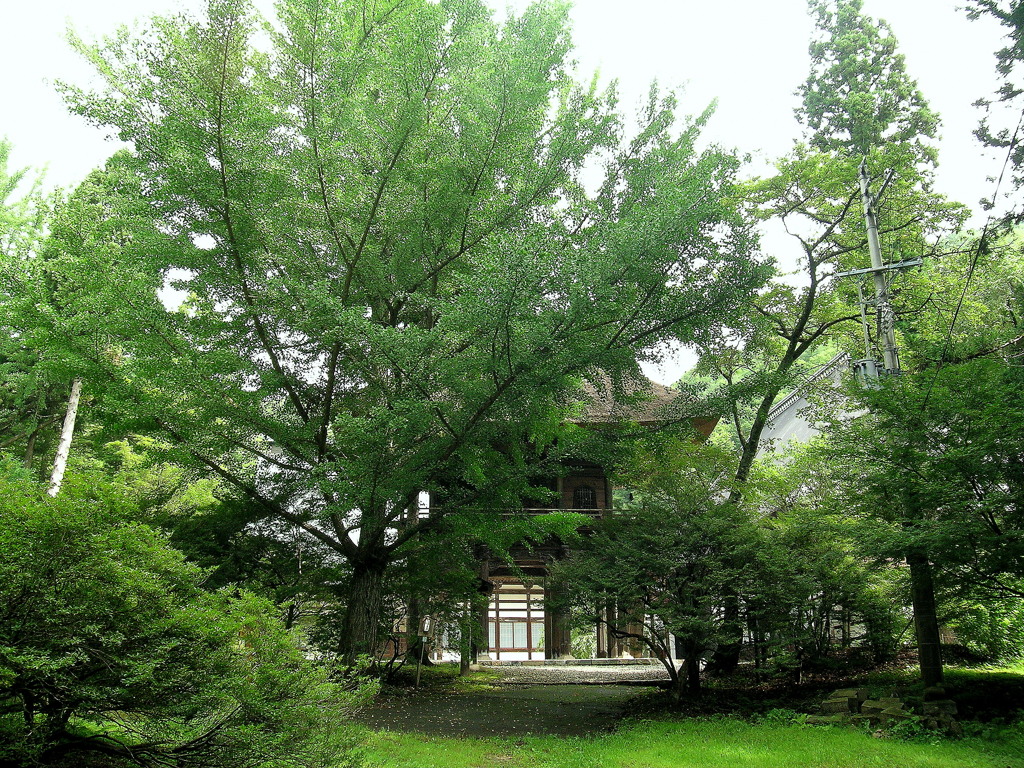 霊松寺山門の銀杏・夏