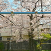 ブランコと桜