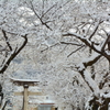 若一王子神社・雪の参道