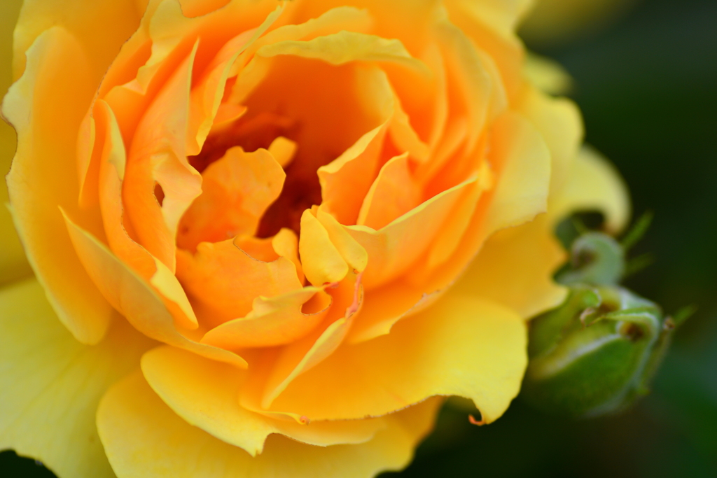梅雨時の薔薇