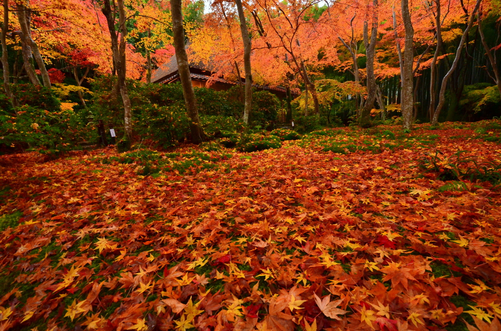 錦秋の祇王寺５