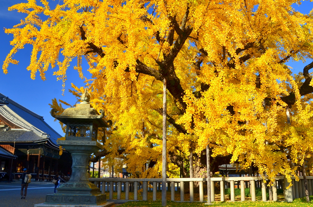 西本願寺の大銀杏３