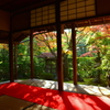 桂春院・侘の庭の紅葉２