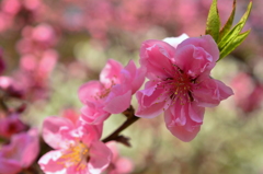 京都御苑の桃（紅）