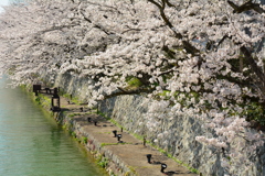 岡崎疎水の桜