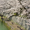 岡崎疎水の桜