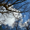 白峯神宮・冬の空