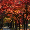 真如堂・紅葉トンネル１