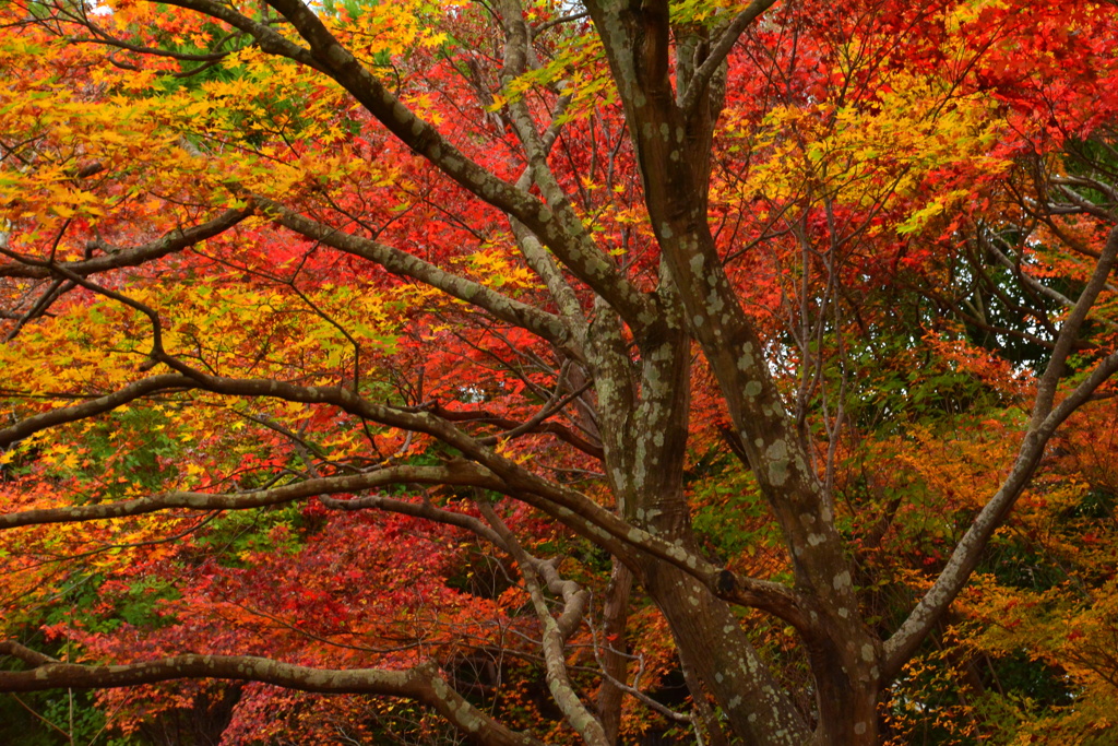 宝筐院の紅葉３