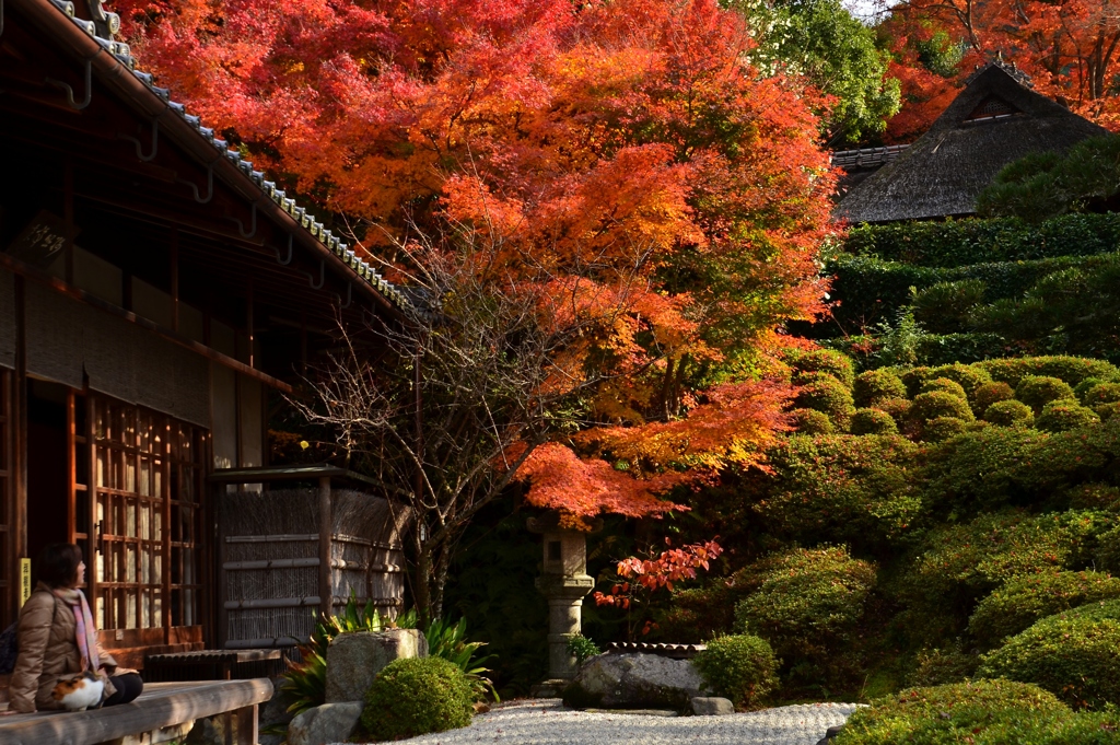 金福寺庭園・晩秋