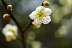 霊山歴史館の梅