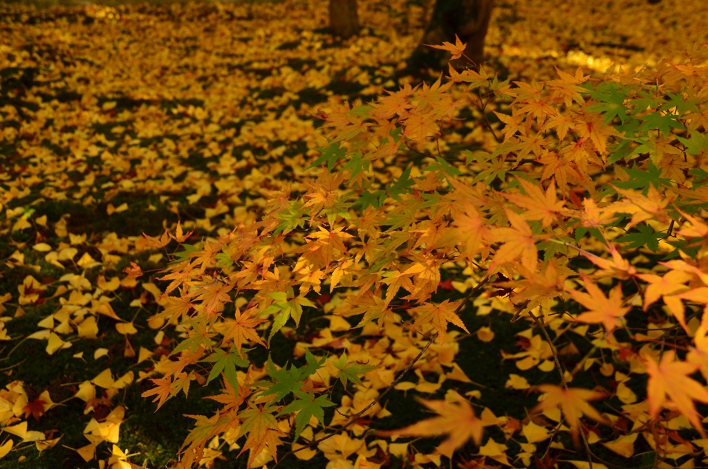 蓮華寺の紅葉