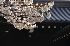 壬生寺表門の桜